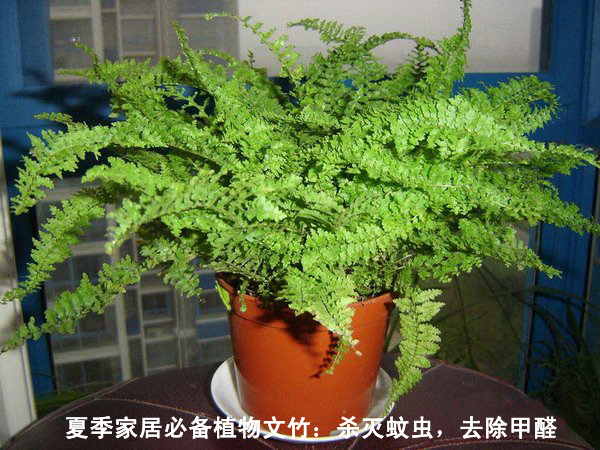 江西師大斯坦福環境研究中心,歡迎大家的瀏覽,本站是做關于南昌檢測和南昌除甲醛的一個門戶網站。 江西師大斯坦福環境研究中心,歡迎大家的瀏覽,本站是做關于南昌檢測和南昌除甲醛的一個門戶網站。