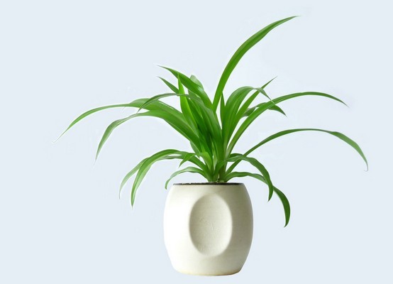 ����ȩֲ����m���Bֳ����